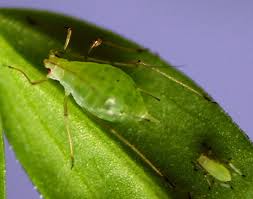 Aphid