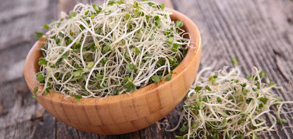 broccoli sprouts benefits
