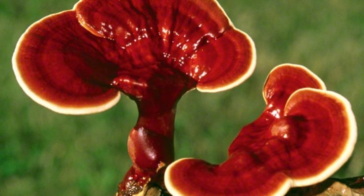 reishi mushrooms