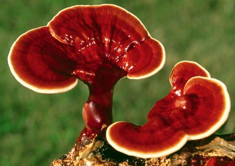 reishi mushrooms