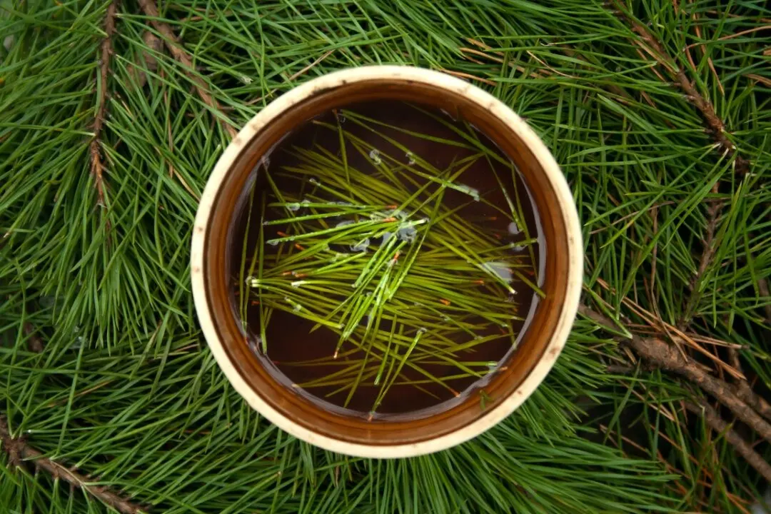 Pine Needles: Human Health and Nature’s Ancient Ally